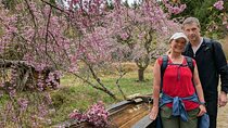 8-Hour Nakasendo Hike from Nagoya – Licensed Guide & Private Car