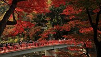 Autumn Cherry Blossom and Orange Picking Day Bus Tour from Nagoya