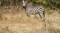  Explore National Parks and Wildlife of Tanzania Safari