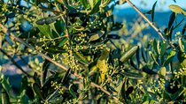 Wine and Olive Oil Full Tour in Chianti Hills