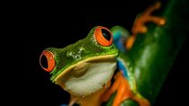 La Fortuna Night Tour 2hrs Private Rainforest Reserve