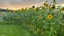 SUNFLOWER, SIP & SAVOUR! in Kelowna
