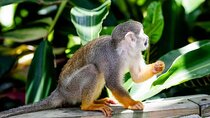 Monkeyland Adventure Tour with Family-Friendly Activities