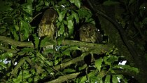 Monteverde Night Tour at Oktari Monteverde Park