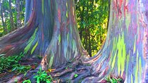Kona Cloud Forest and Coffee Tour with Sea Turtle Beach Visit