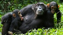 3 Day Nyungwe Canopy Walk or Waterfall, King's Palace & Lake Kivu