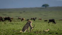  Private 6-Day Kilimanjaro Tour with Transportation
