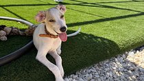 Coffee Cake and Cuddles with Rescue Puppies in a Sea View Villa
