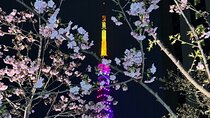 Private Tokyo Night Tour