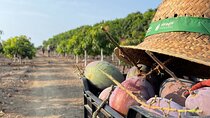 Tropical Tour: Avocado & Mango Farm - Small group and tasting
