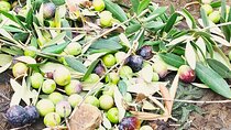 Olive Oil and Mountains Tour: Small group, tasting and lunch!