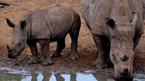 Half Day Durban Tour Tala Game Reserve Zulu Culture and Markets