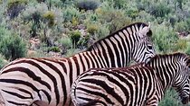 Cape Town Big Five Game Reserve Drive with Lunch