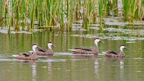 Birdwatching from Santiago: Andes or Pacific Coast. Flexible Tour
