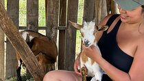 Bottle Feed & Cuddle Baby Goats Tour on Big Island Farm