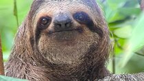 Manuel Antonio National Park Nature Walk with a Certified Guide