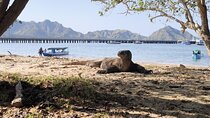 Whaleshark and Komodo Trip 4D 3N Share Deck
