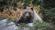 Guided Tour to Banff Highlights & Wildlife With Gondola Admission