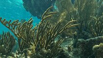 DE Avtura and Snorkeling Tour DE Puerto Morelos