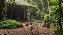 Kadadasi and the Backyard Forest