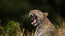 Special Leopards Safari Yala National Park - 04:30 AM to 11:30 AM