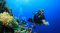 Hula Hula Island Or Orange Bay Island With Diving Experince