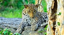 Special Leopards Safari Yala National Park - 04:30 AM to 11:30 AM