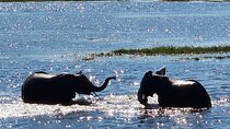  Chobe’s Dual River Safari: Morning Mystery+Afternoon Majesty
