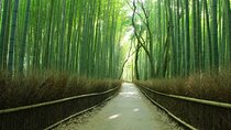 Experience the Wonders of Japan in One Day 