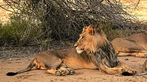Chobe from Dusk to Dawn when Leopards and Lions are active