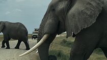 3 Day Private Tour in Maasai Mara with Lodge Luxury with Jeep