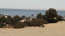El Fayoum Oasis Day Tour from Cairo Wadi El Rayan and Wadi Hitan
