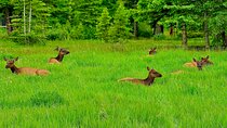 Mount Royal Hotel to Banff National Park Minivan Tour