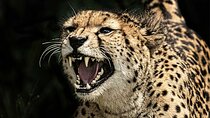 Chobe's Unique Quadripoint Predator Safari: Lions Leopards & More
