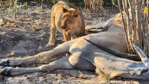 The Full Chobe Experience Sunrise with Cats Sunset with Giants