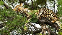 Chobe: From Leopards to Lunkers: Safari AM, Tiger Fishing PM