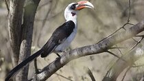 7-Day Northern Tanzania Birdwatching and Wildlife Safari