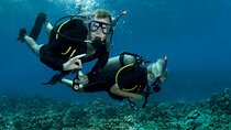 Tiran Island Full Day 2 Diving Stops Trip & Lunch–Sharm El Sheikh