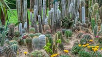Phoenix Landmarks Tour Desert Botanical Garden