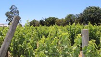 A Hop-On Hop-Off Wine Tour Service from Casablanca 