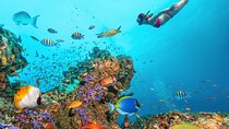 Coral Garden Full Day Snorkeling Sea Trip With Lunch - Marsa Alam