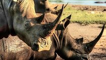 Rhino Trekking + Safari in the Bush near the Zambezi River