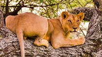 3 Days Private Tour in Tarangire