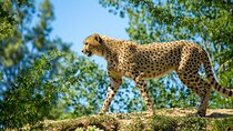 6 Days Luxury Safari Through Tarangire, Serengeti & Ngorongoro.