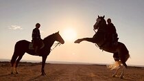 Desert Horse Riding for 2 Hours with Transfers – Sharm El Sheikh