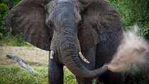Chobe Full Day Safari