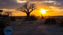 6 Days Private Safari Tarangire, Serengeti, and Ngorongoro crater