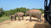 Private Jeep Safaris Tour in Yala National Park