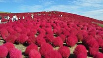 Ibaraki Seafood Market Tour Kochia Hill and Mentaiko Tasting