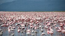 6-Day of Luxury Tanzania Safari from Savannah to Crater Adventure